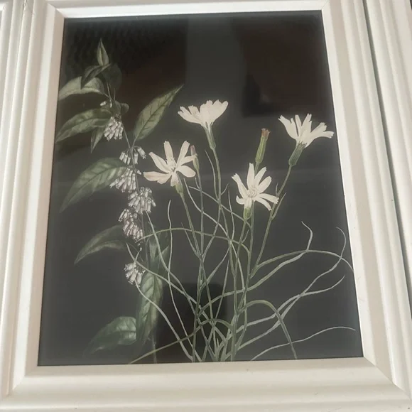 Set of Six Botanical Framed Prints